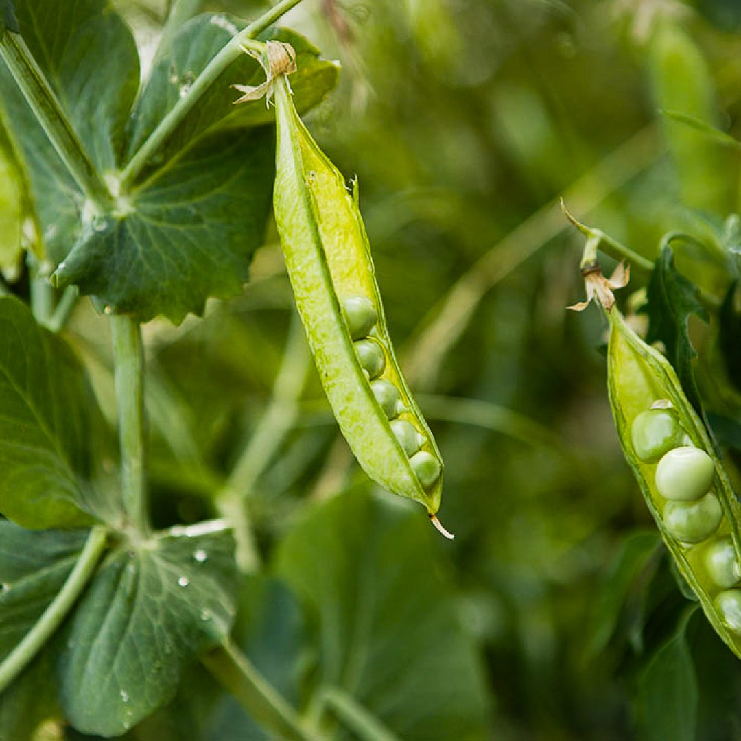 001_502_IMG_miz139737c