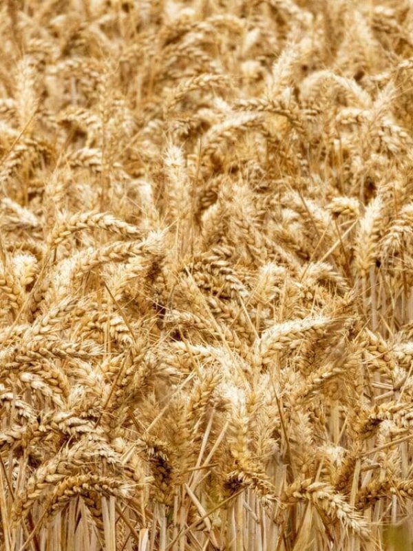 Jack+Buck+Farms+Wheat
