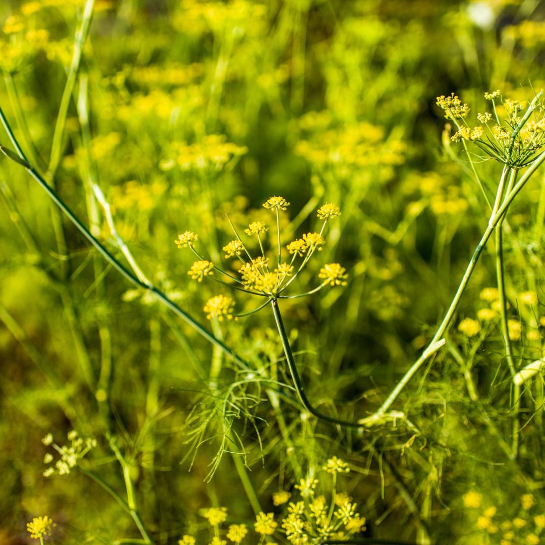 Fennel herb growing on organic bed, background image