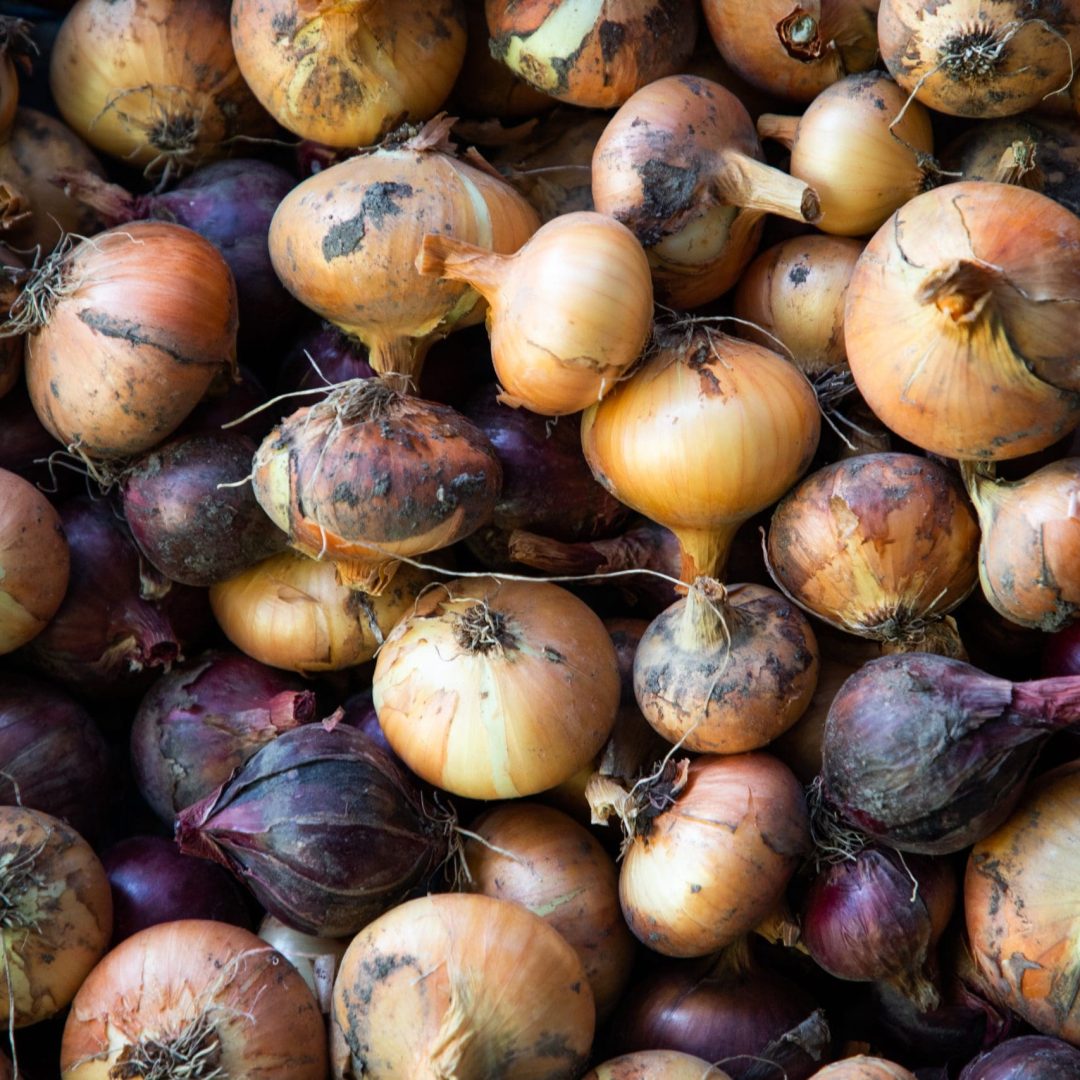 home grown organic bio onions