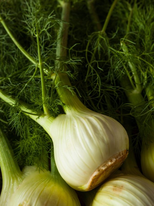 Raw Organic Fennel Bulbs Ready to Cook