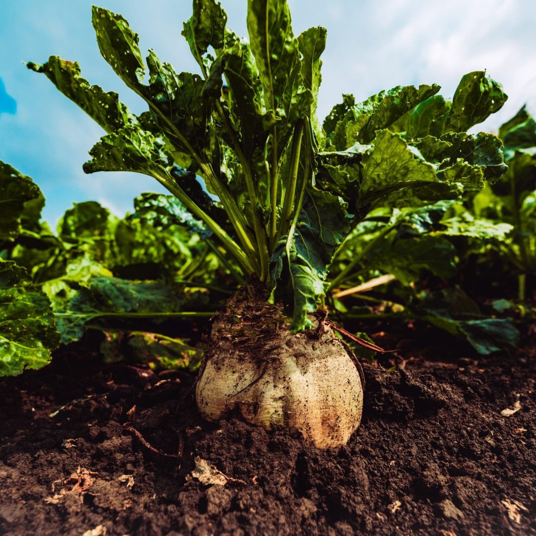 Organically grown sugar beet root crop in the ground